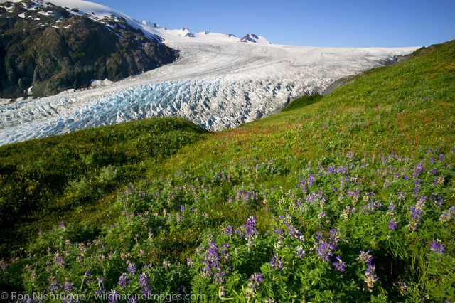 Harding Icefield