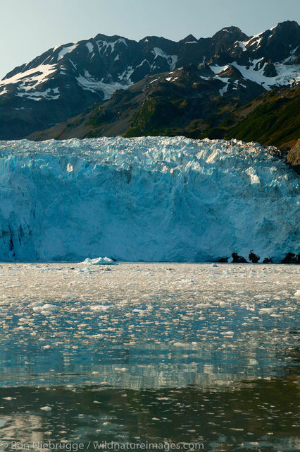 Aialik Glacier 