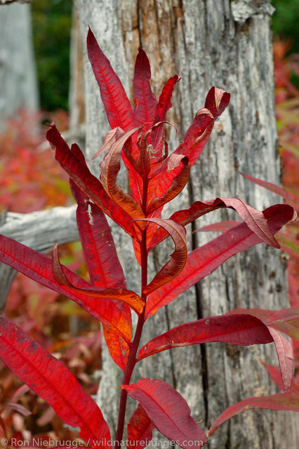 AK, Aialik, Ak., Alaska, Alaskan, Americas, Autumn, Epilobium angustifolium ssp. angustifolium, Fall, Fireweed, Ghost Forest...