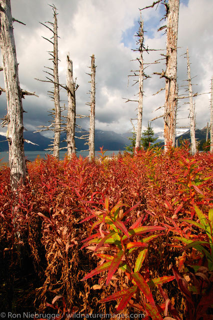 AK, Aialik, Ak., Alaska, Alaskan, Americas, Autumn, Epilobium angustifolium ssp. angustifolium, Fall, Fireweed, Ghost Forest...