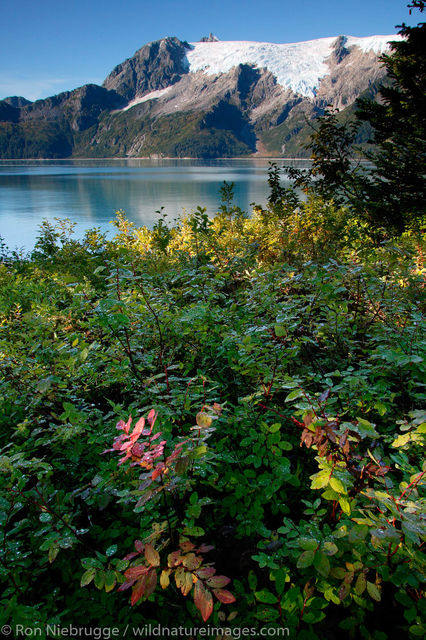 AK,  Ak., Alaska, America, American, Americas, Holegate, Holegate Arm, Kenai Fjords National Park, NP, NV, NV., National, Nevada...