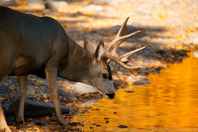 Mule Deer