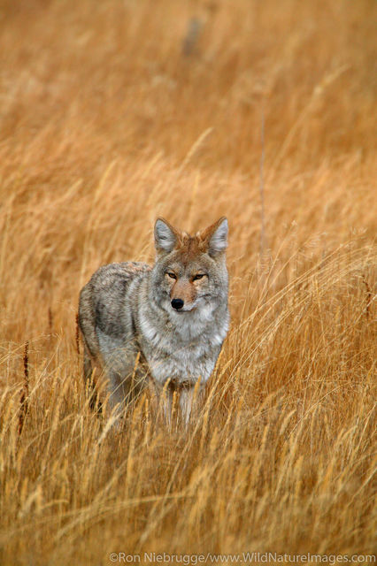 Coyote