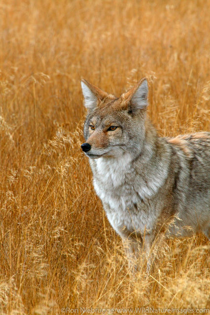 Coyote