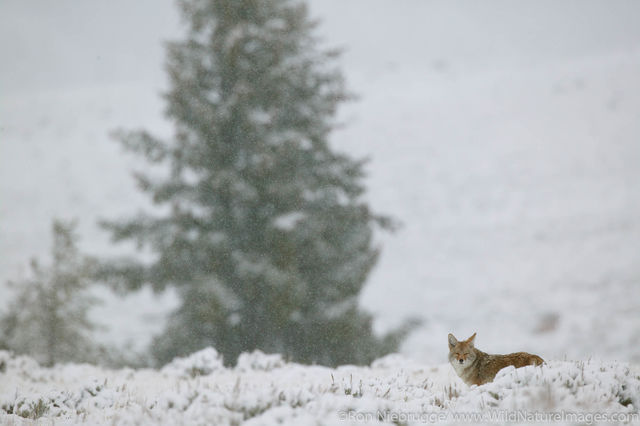 Coyote