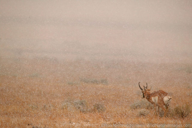 Pronghorn Antelope