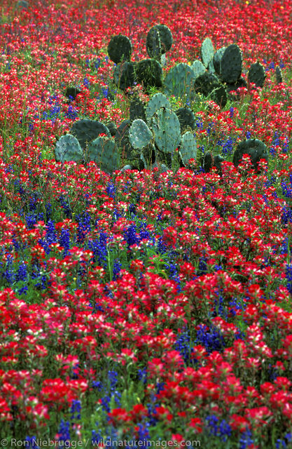 Indian Paintbrush