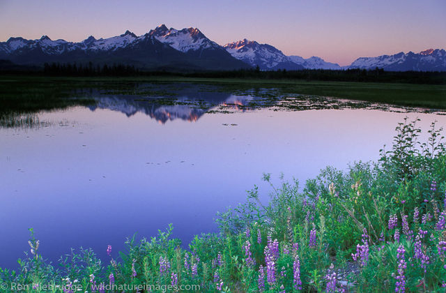 AK, Alaska, Alaskan, Chugach, Chugach National Forest, Copper River Delta, Cordova, National, North America, North American...