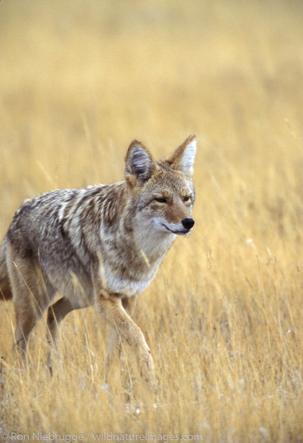 Coyote 