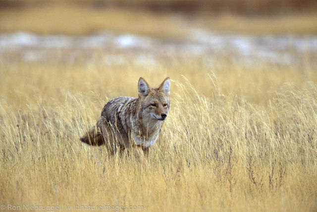 America, American, Americas, Autumn, Canis latrans, Carnivore, Coyote, Coyotes, Fall, National Park, National Parks, North, North...