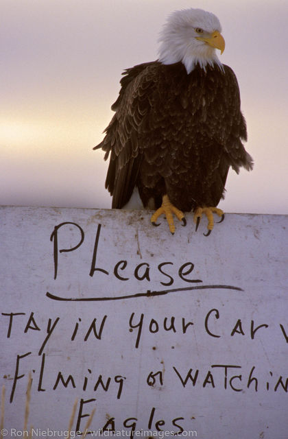 AK, Alaska, Americas, Bald eagle, Haliaeetus leucocephalus, Homer, Kenai Peninsula, National, North America, North American...