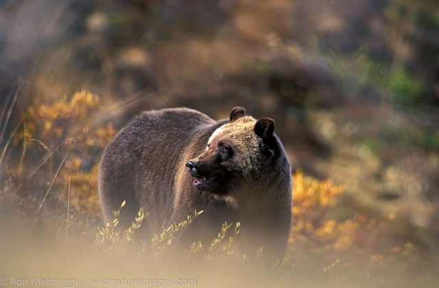AK, Alaska, Autumn, Denali, Denali National Park, Fall, NP, National Park, Park, Ron Niebrugge, Ursidae, Ursus arctos, animal...