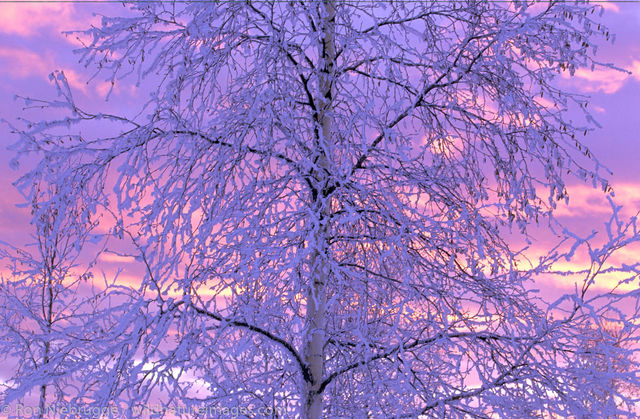 Hoarfrost Tree Sunset