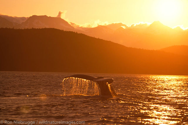 Humpback Whale