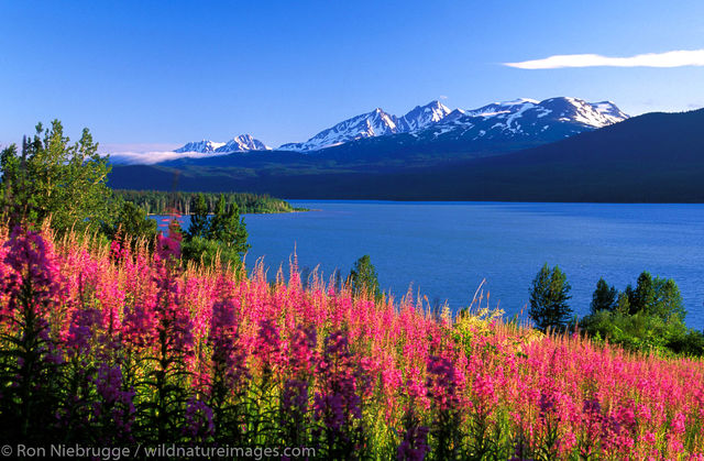 Kenai Lake Fireweed