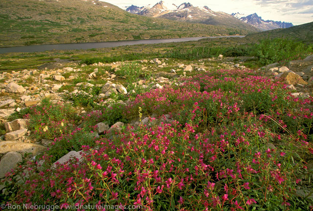 BC, British Columbia, Canada, Canadian, Epilobium latifolium, Fireweed, North, North America, North American, River beauty, Ron...