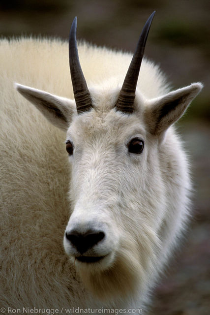 Mountain Goat