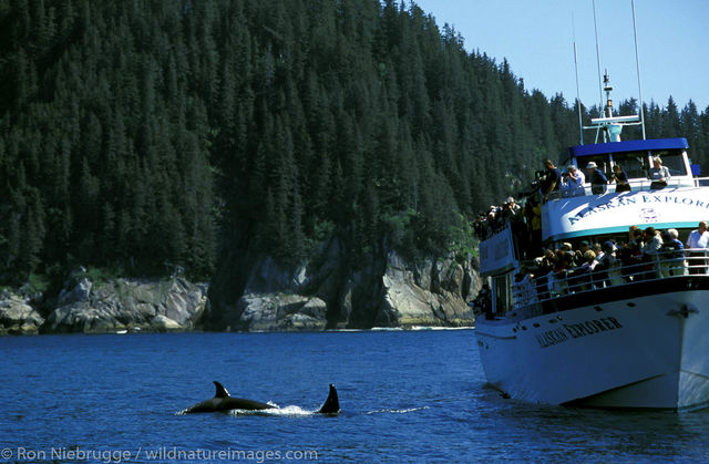 AK, Ak., Alaska, America, American, Americas, Kenai Fjords National Park, Kenai Fjords Tours, National, Niebrugge, North, North...