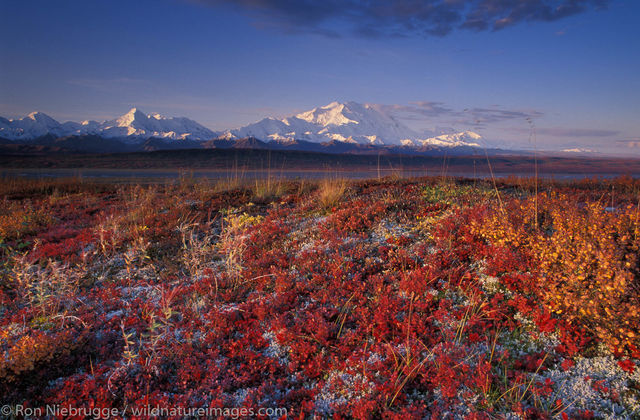 AK, Alaska, Alaskan, Americas, Arctic, Autumn, Denali, Denali National Park, Fall, Mt McKinley, Mt. McKinley, Mt.McKinley, MtMcKinley...