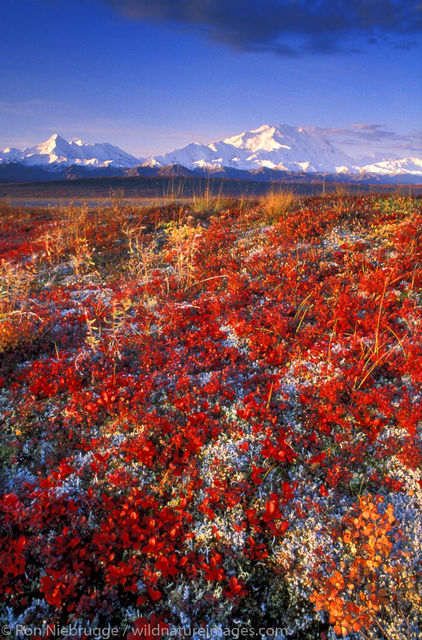 AK, Alaska, Alpine Bearberry, America, American, Americas, Arctic, Autumn, Denali, Denali National Park, Fall, Mt McKinley, NP...