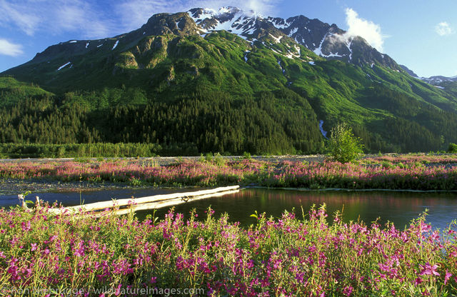 AK, Alaska, Alaskan, American, Americas, Chugach, Chugach National Forest, Epilobium angustifolium ssp. angustifolium, Fireweed...