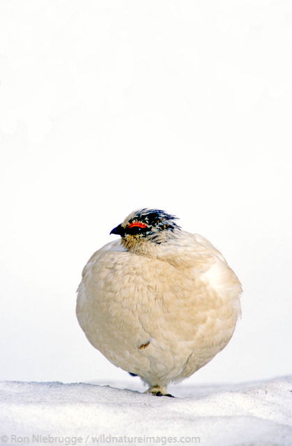 Rock Ptarmigan