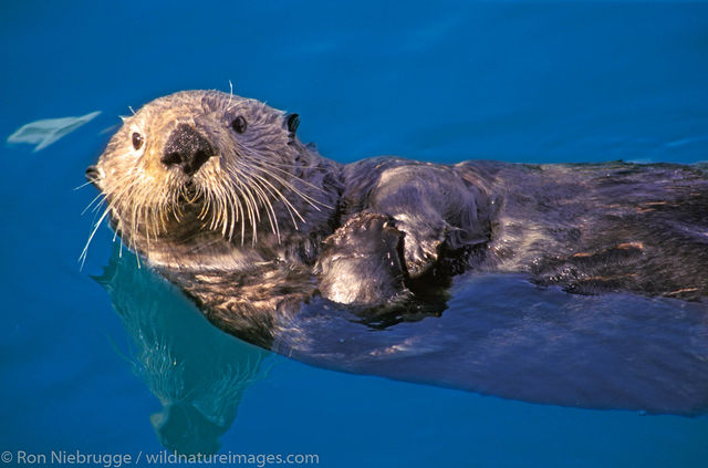 Sea Otter