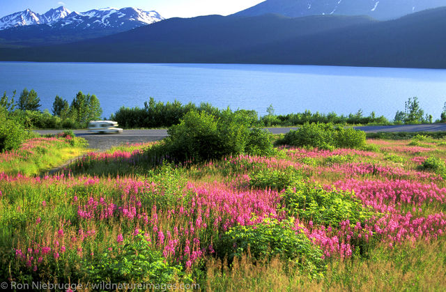 AK, Alaska, Alaskan, Americas, Epilobium angustifolium ssp. angustifolium, Fireweed, Kenai Lake, Kenai Peninsula, North America...