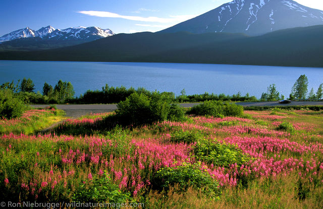 AK, Alaska, Alaskan, Americas, Epilobium angustifolium ssp. angustifolium, Fireweed, Kenai Lake, Kenai Peninsula, North America...