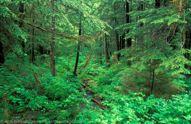 AK, Alaska, Americas, North America, North American, Ron Niebrugge, Sitka, Southeast Alaska, Tongass National Forest, U.S., United...