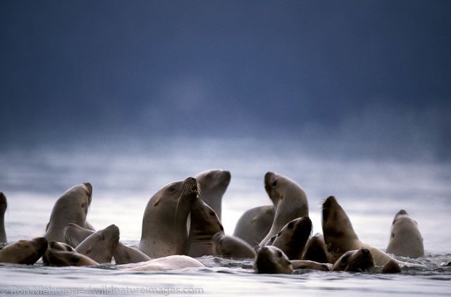 Group water Steller Sea Lions