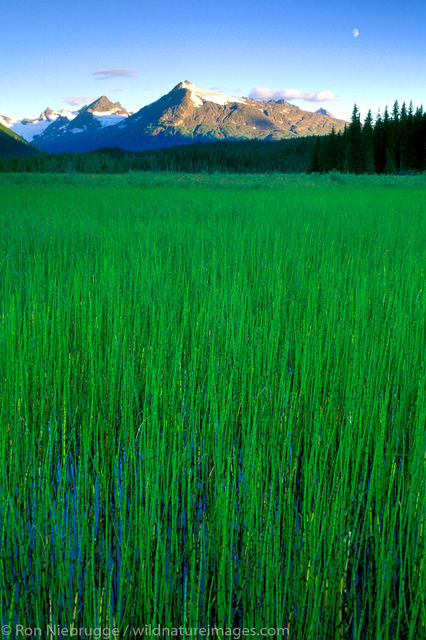 Tall Grass Full Moon