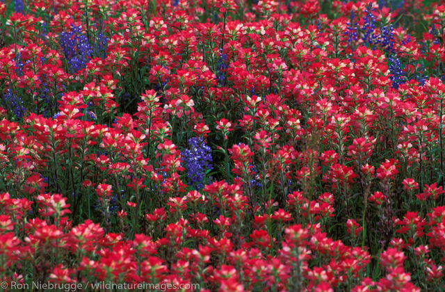 Americas, Indian Paintbrush, North America, North American, Ron Niebrugge, San Antonio, United States of America, bloom, blooming...