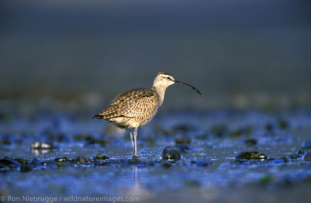 whimbrel