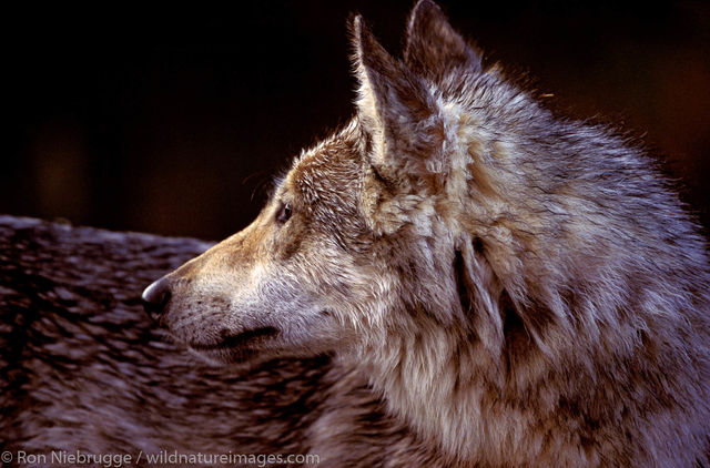 gray wolf