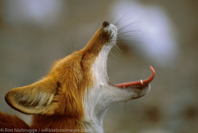 AK, Alaska, Americas, Denali, Denali National Park, NP, National Park, North America, North American, Park, Red Fox, Ron Niebrugge...