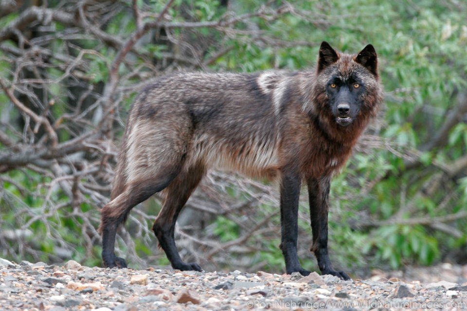 Wolf Denali National Park, Alaska. Ron Niebrugge Photography