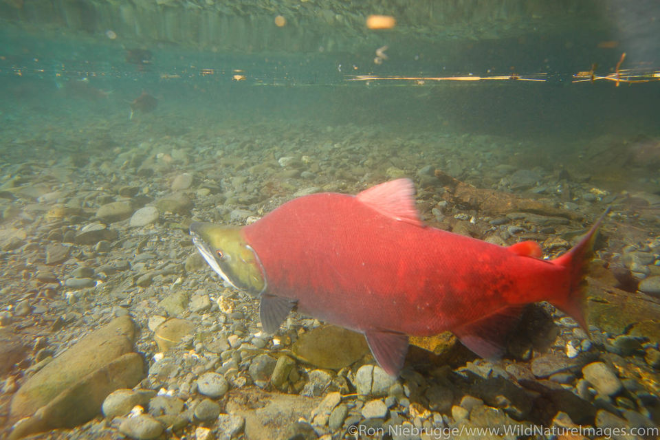 Spawning Salmon Ron Niebrugge Photography