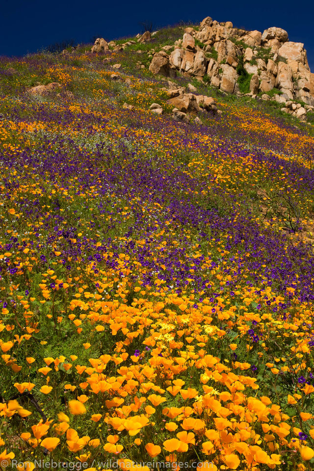 Wildflowers in San Diego San Diego, California. Ron Niebrugge