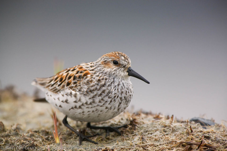 Shorebird migration | Ron Niebrugge Photography