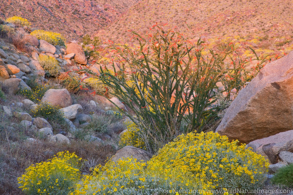 Desert Wildflowers Anza Borrego Desert State Park, California. Ron