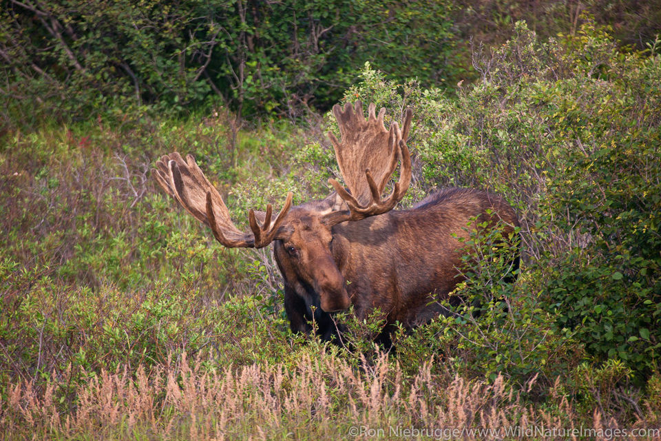 Bull Moose Denali National Park, Alaska. Ron Niebrugge Photography