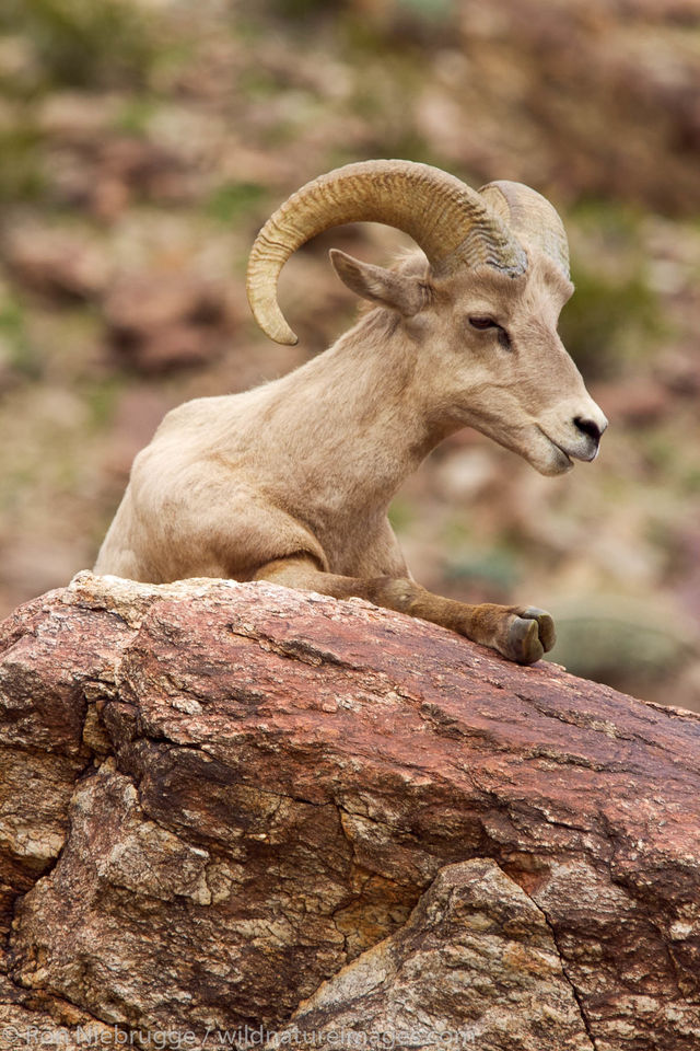 Peninsular Desert Bighorn Sheep Ron Niebrugge Photography