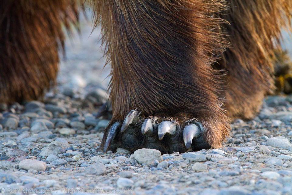 Brown Bear Claws | Lake Clark National Park, Alaska | Ron Niebrugge