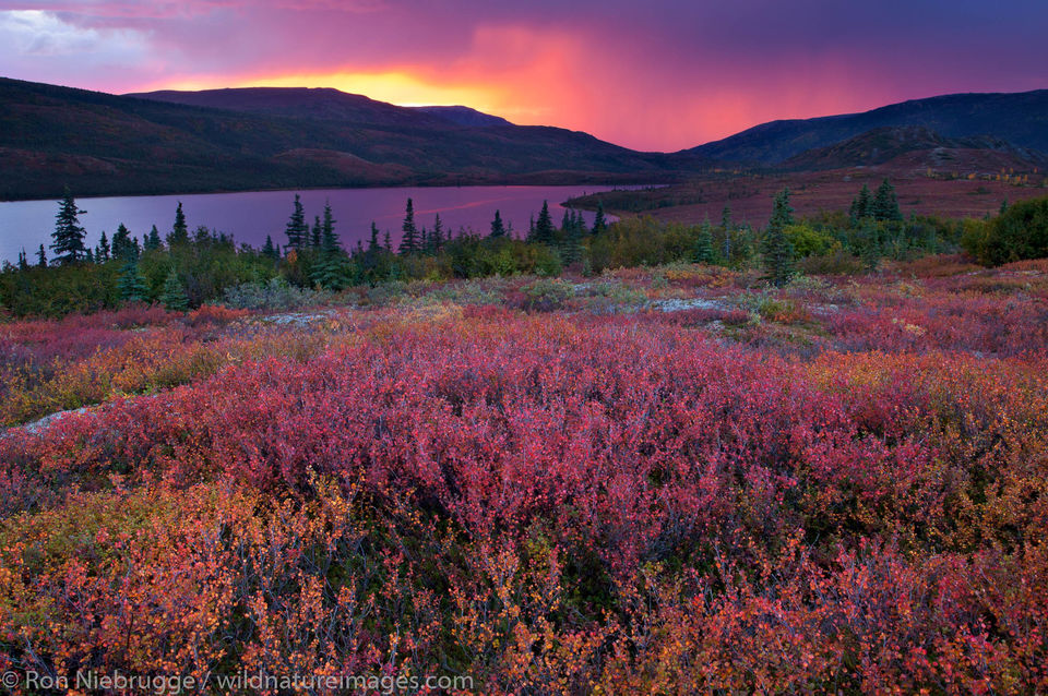 Wonder Lake Denali National Park, Alaska. Ron Niebrugge Photography