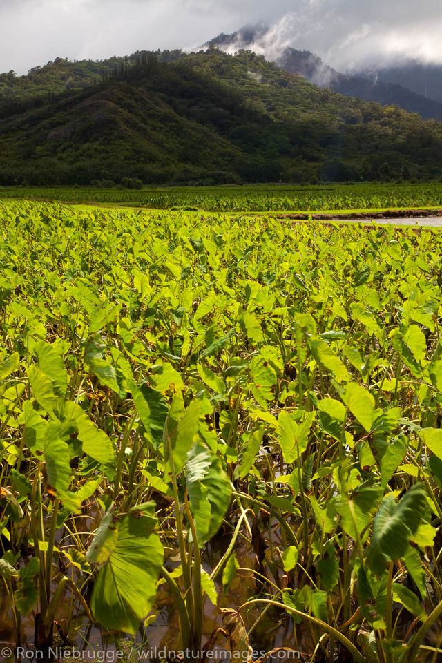 Taro fields, Kauai, Hawaii Ron Niebrugge Photography