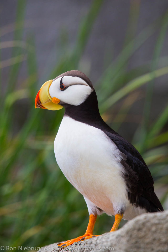 Horned Puffin Lake Clark National Park, Alaska Ron Niebrugge