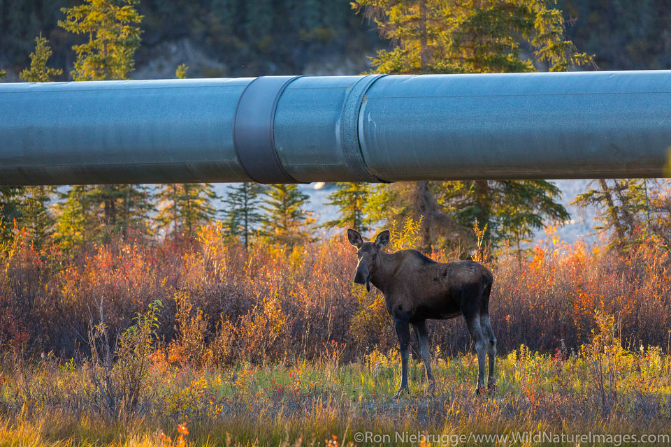 Trans Alaska Pipeline Ron Niebrugge Photography