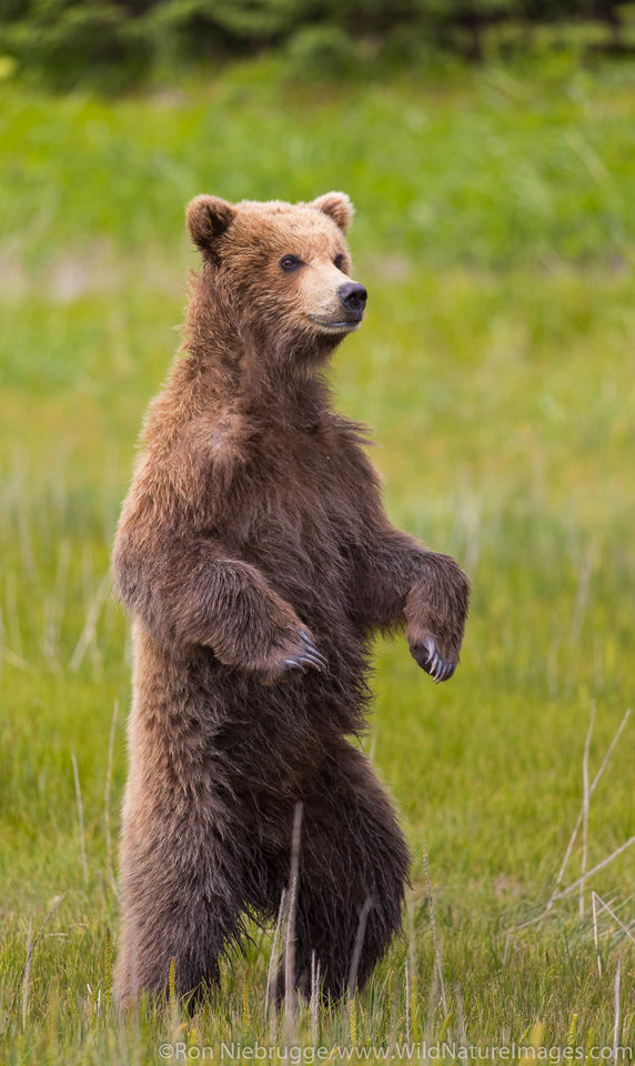 Brown Bear Cub Ron Niebrugge Photography