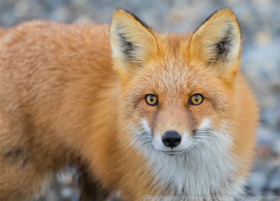 Red Fox Brooks Range, Alaska. Ron Niebrugge Photography